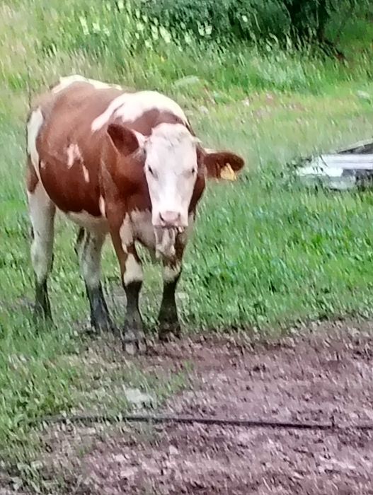Juninca de 2 ani și jumate