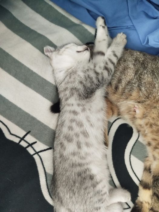 Котенок в добрые руки