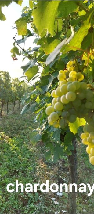 Butasi de vita de vie la 5 lei pe buc