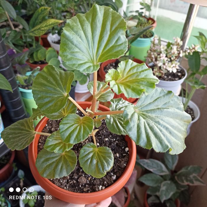 Продам комнатные растения