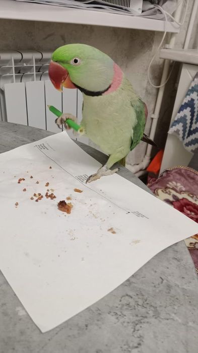 Александрийский попугай