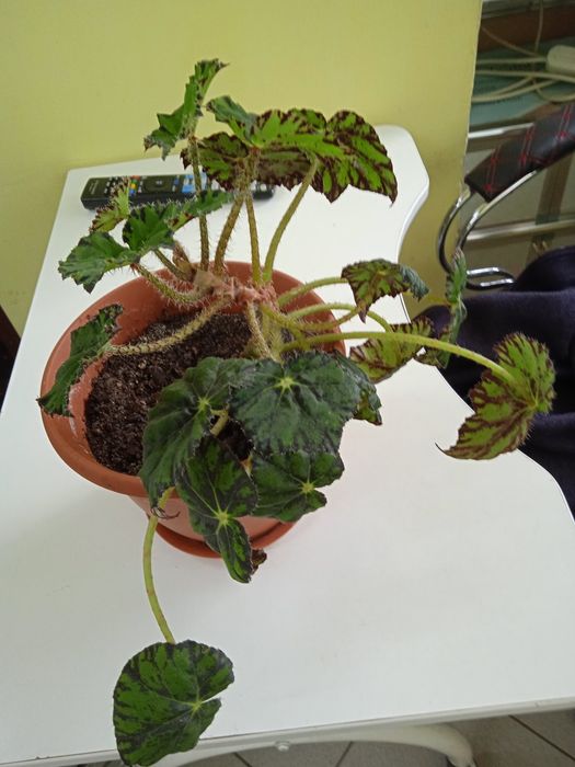 Комнатные растения