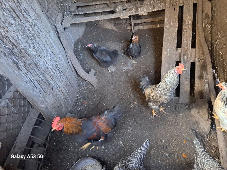 Кур и петухов продам