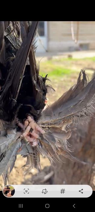 Кептер Көгершін голуби