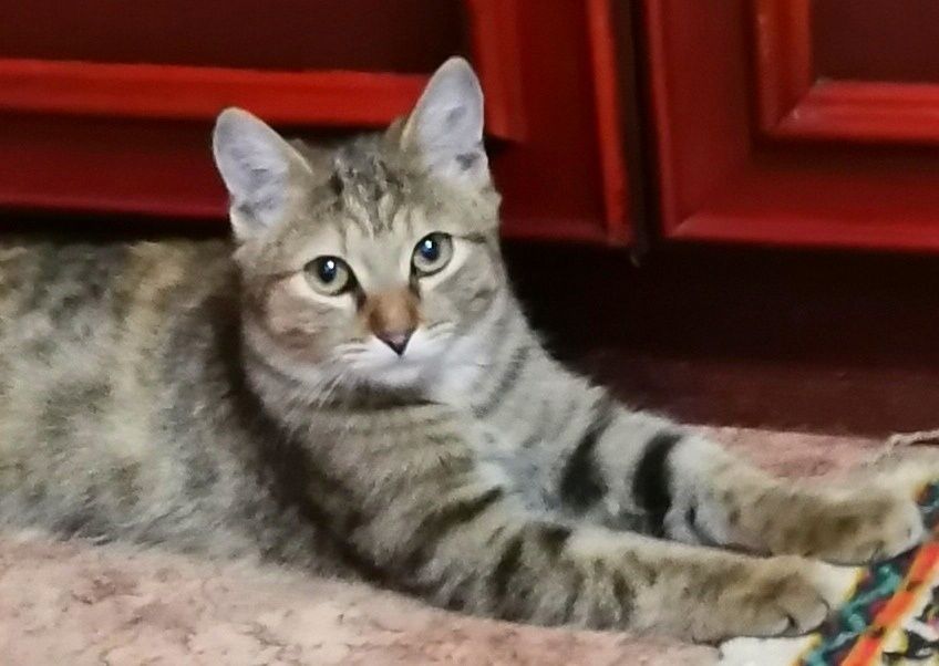 Котенок в добрые руки
