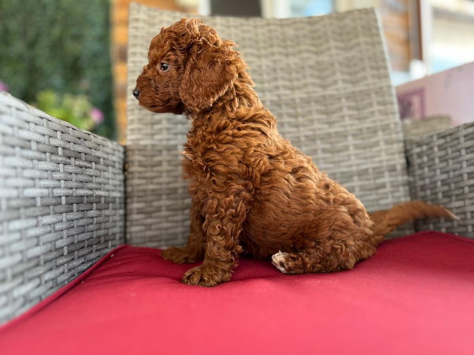 Poodle/pudel puisor