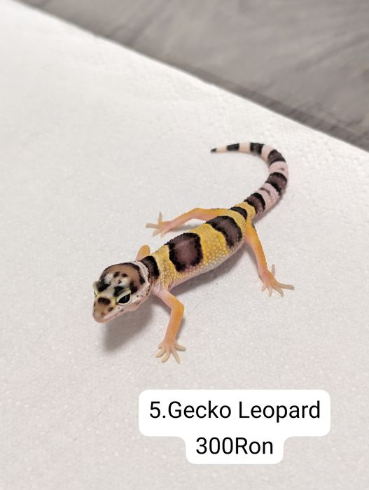 Soparla Gecko Leopard