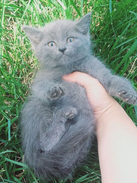 Скотиш страйт котёнки 1.5месячные