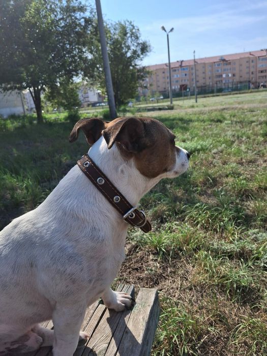 Джек Рассел теръер 8 лет