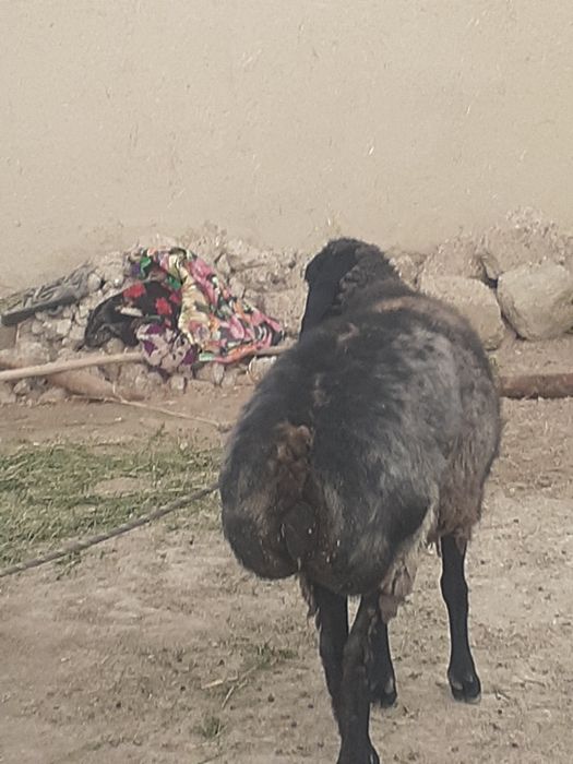 Yaxwi boqilgan qisir qoylar sotilad