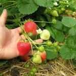 Murano, Albion, Vivara, Rumba, Clery, Joly, Florence, Lycia, Asia