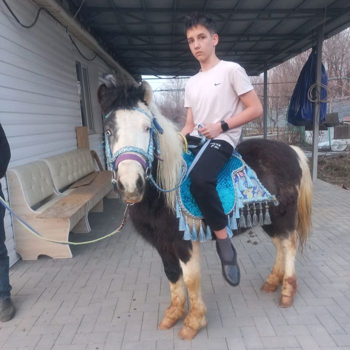 Продается Жеребчик Шетлендский пони 4 года