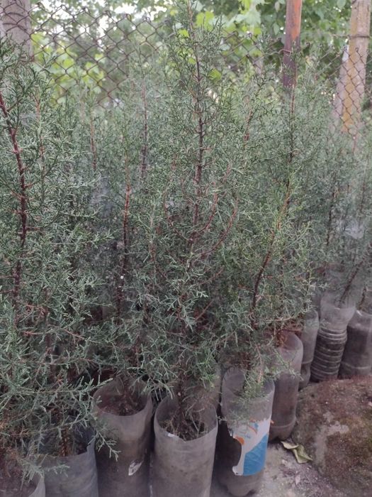 Дърво кипарѝс (Cupressus sempervirens)