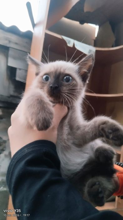 Мальчик зайчик, котик