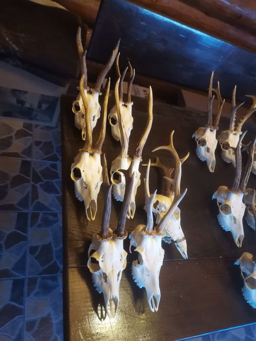 Trofee căprior disponibile