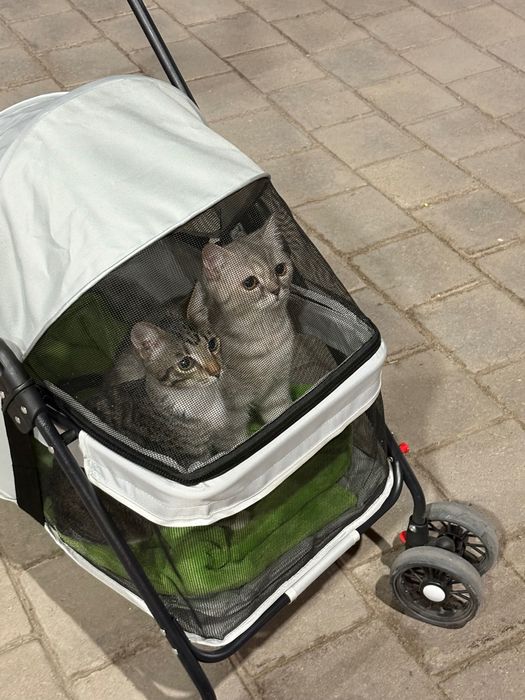 Домашние животные