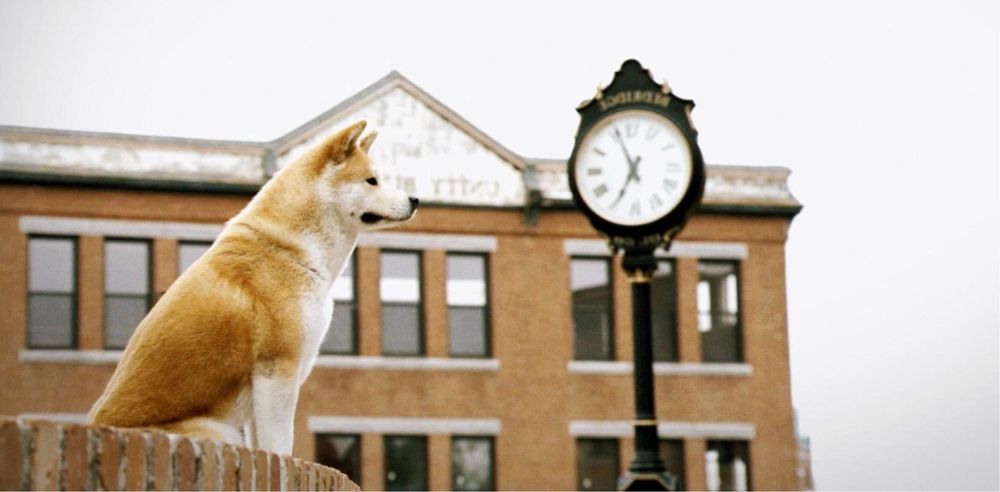 Акита ину продаю собаку