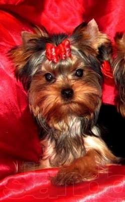 Щенки  йоркширского терьера