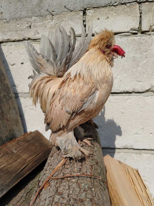 Oua .Puii.  Cocosi Pitice Bantam