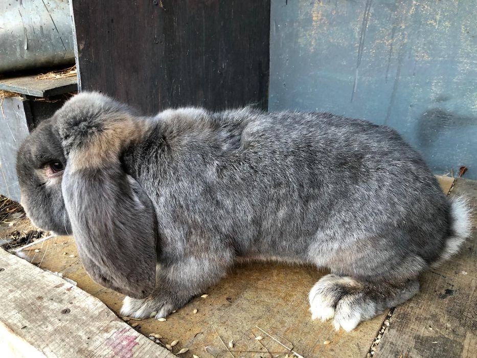 Iepuri Berbec german- rasa pura