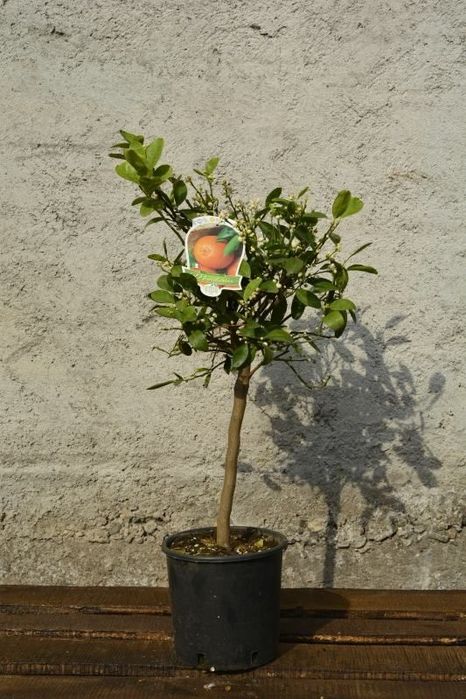 Mandarin la Ghiveci