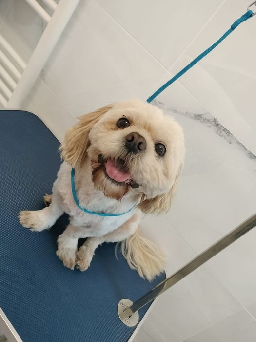 (Coafor căței   )                   Tund căței  talie mica