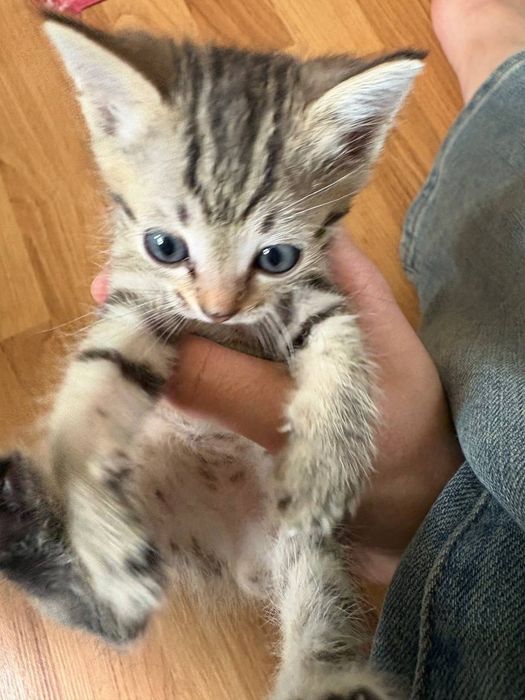 Бенгальский котёнок мальчик