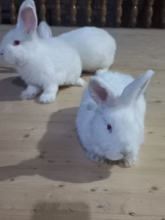 Hoвoзeлaндский бeлый кpолик