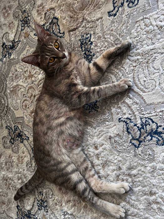 Отдадим в хорошие руки маму кошку и 2 котят!