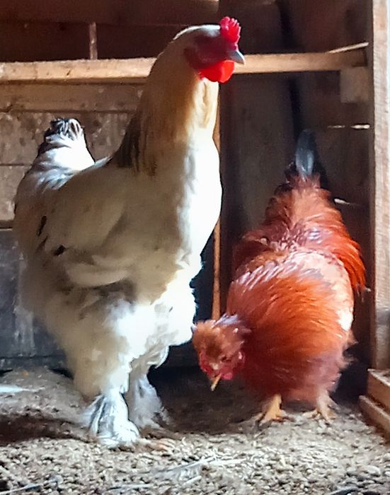 Vând doi cocoși tineri