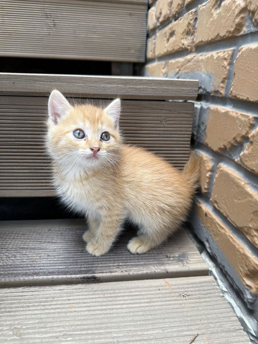 Отдам котят в хорошие руки
