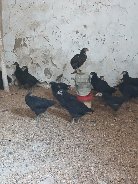 Andijon qora tovuq jo‘jalari hamma vaksinalari bo‘lgan