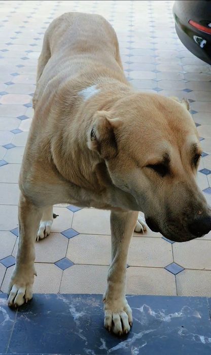 Төбет күшіктер сатылады