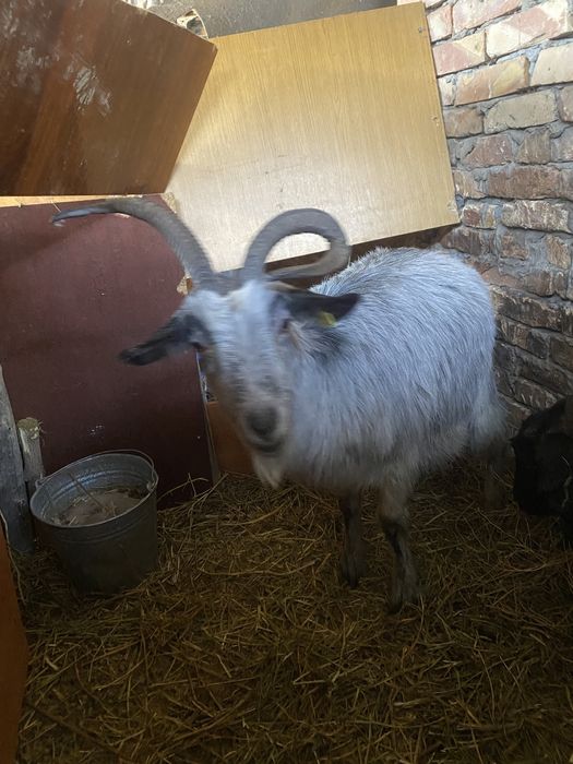 Асыл тукылды ешки сатам