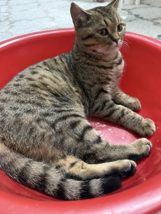 Продается британский кот