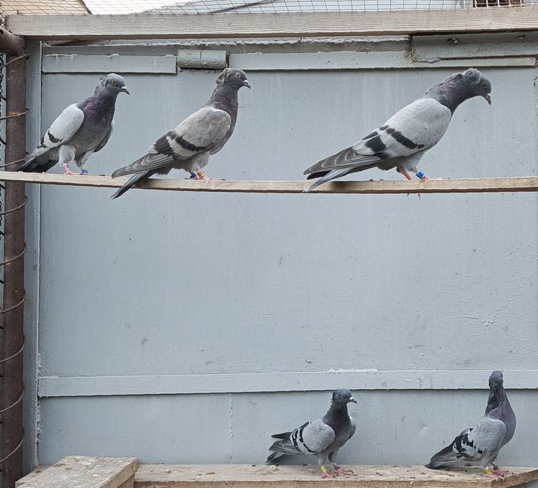Бакинские голуби