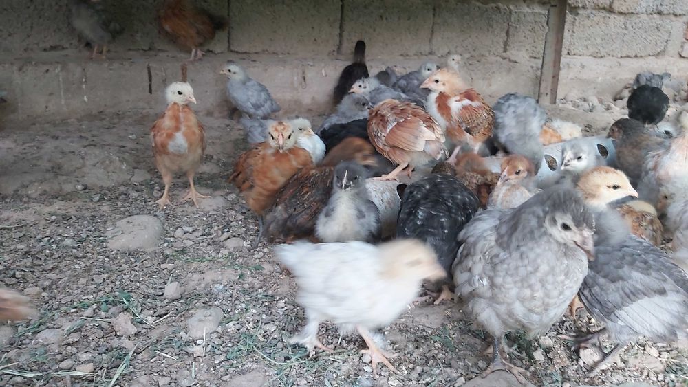 Продаются циплята 1.5 месячные и 20 дневные ..