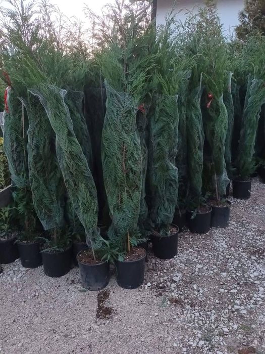 Chiparos Leylandii este un conifer de talie medie, din familia Cupress