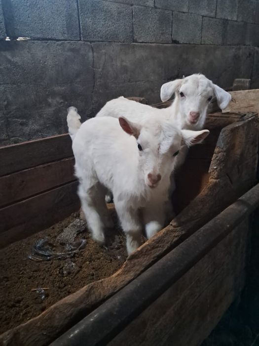 Еркек лақтар Шібіш