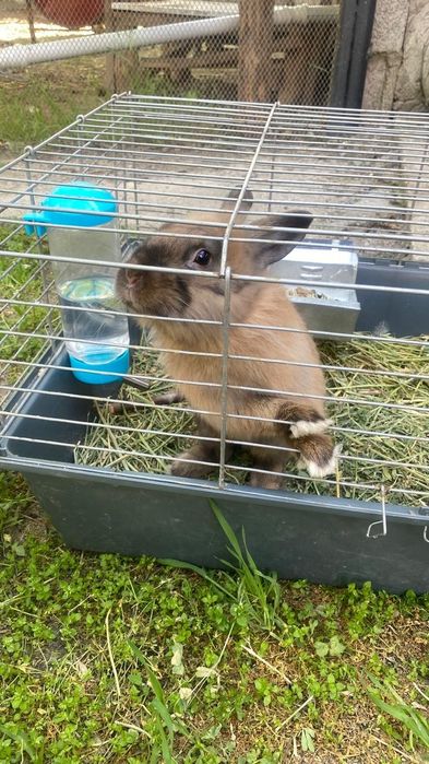 Кролик коричневый самец