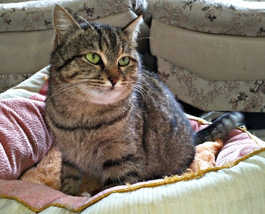 Кошечка в добрые руки