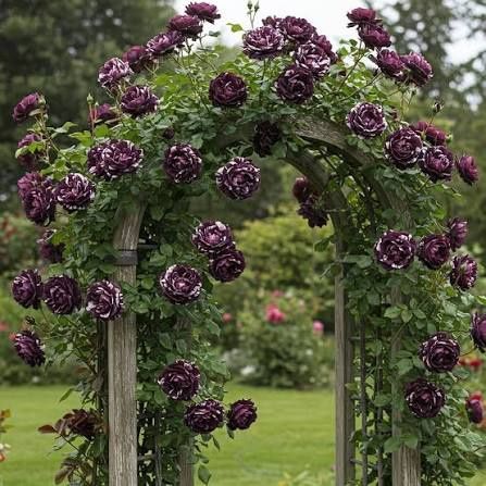 Trandafiri urcători parfumati