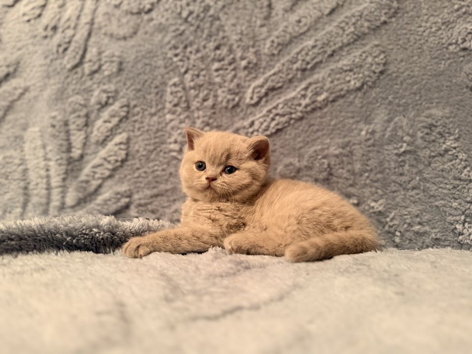 лиловый британский котенок - мальчик