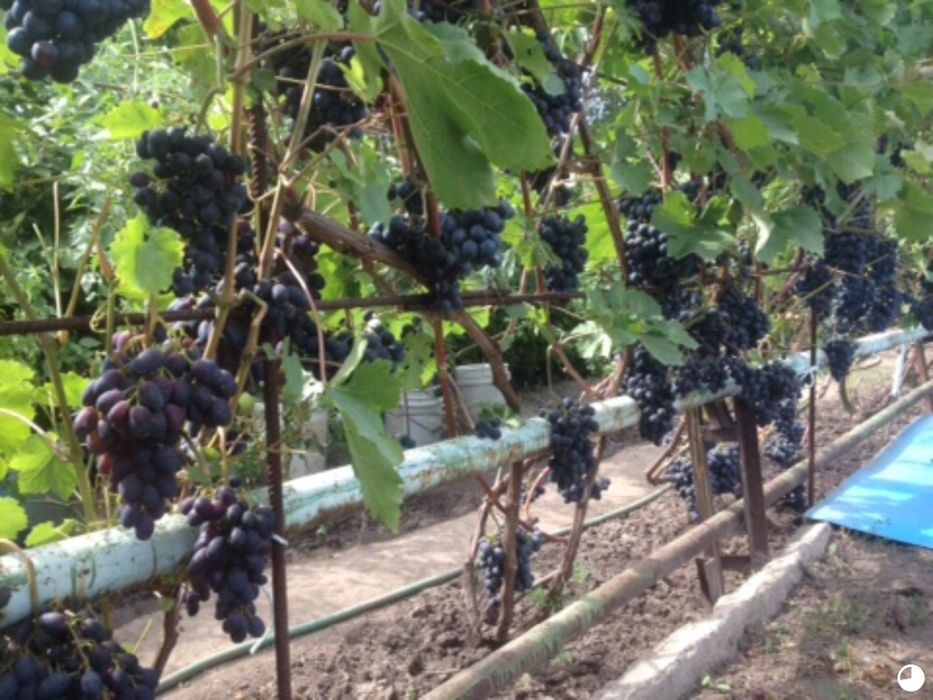 Саженцы винограда