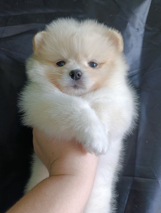 Щенки шпица мальчики и девочки