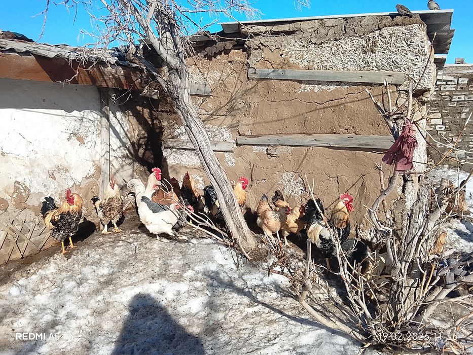 Петухи Павлодар недорого