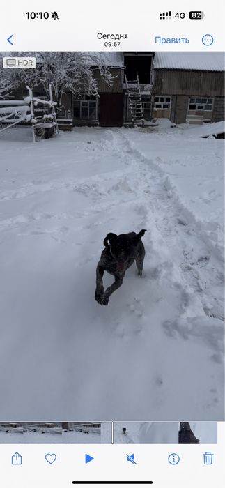 Курцхаар Курцхаар