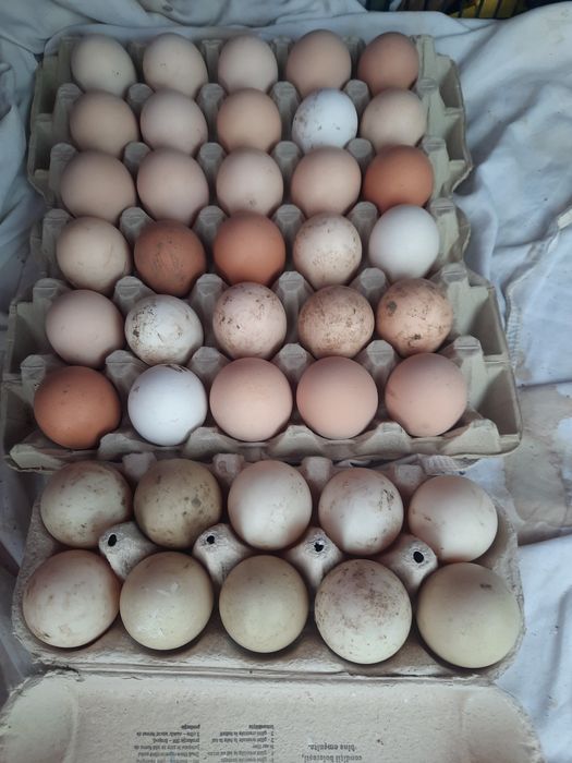 Vand oua de gaina,rata lesasca si bibilica