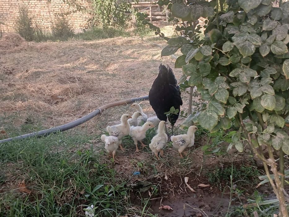 Adler адлер жужалар