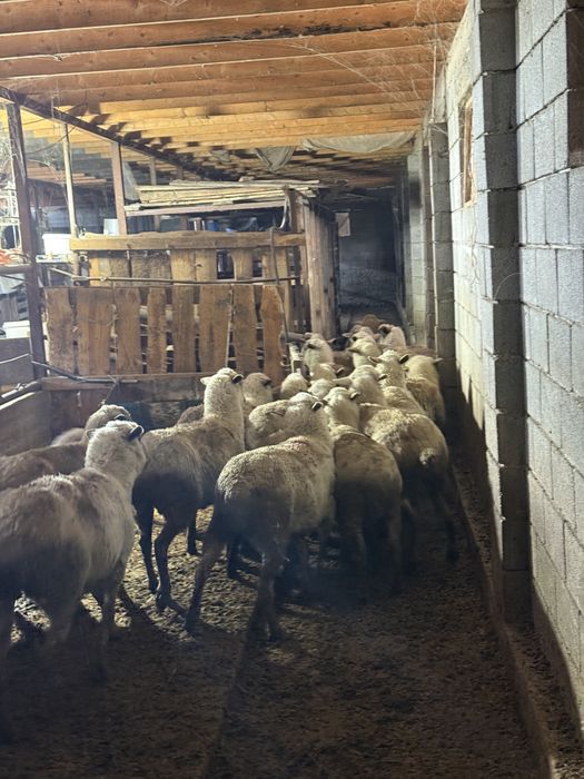 Овец продам упитанных